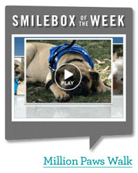million paws walk slideshow snapshot  - click for more info