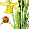 Daffodil - Greeting