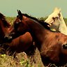 Wild Horses - Slideshow