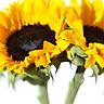 Sunflower Greeting - Greeting